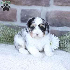 Archie, Cavapoo Puppy